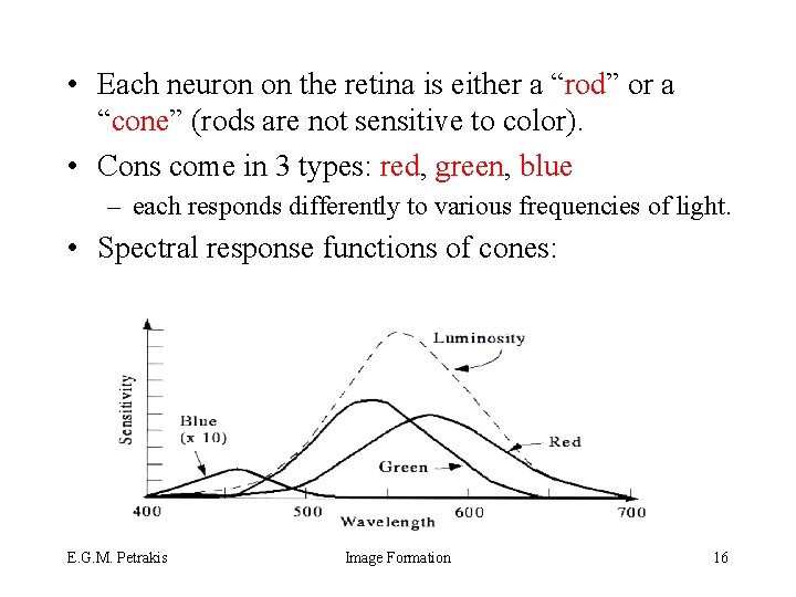  • Each neuron on the retina is either a “rod” or a “cone”