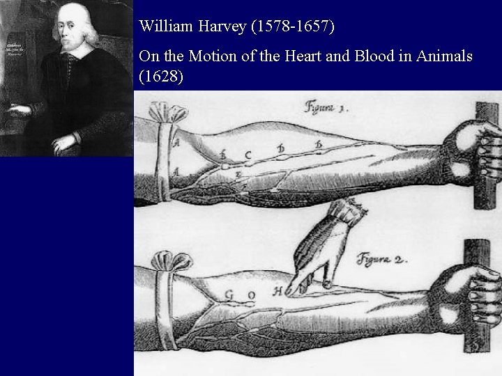 William Harvey (1578 -1657) On the Motion of the Heart and Blood in Animals