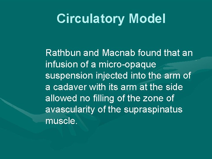Circulatory Model Rathbun and Macnab found that an infusion of a micro-opaque suspension injected