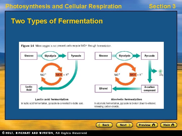 Photosynthesis and Cellular Respiration Two Types of Fermentation Section 3 