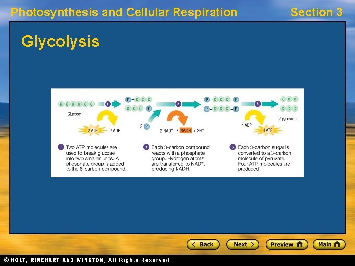 Photosynthesis and Cellular Respiration Glycolysis Section 3 