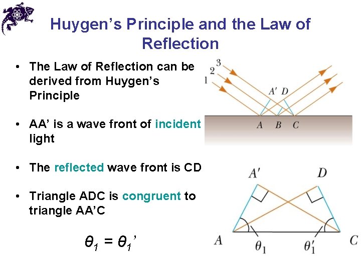 Huygen’s Principle and the Law of Reflection • The Law of Reflection can be