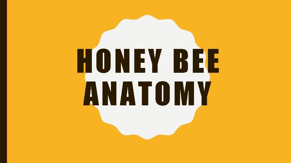 HONEY BEE ANATOMY 