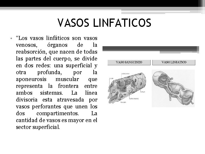 VASOS LINFATICOS • “Los vasos linfáticos son vasos venosos, órganos de la reabsorción, que