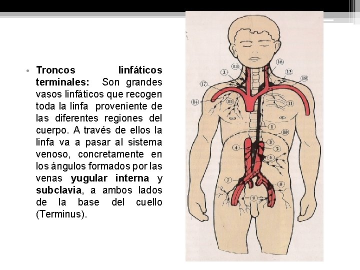  • Troncos linfáticos terminales: Son grandes vasos linfáticos que recogen toda la linfa