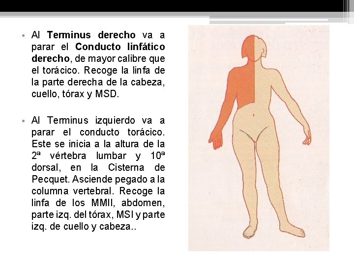  • Al Terminus derecho va a parar el Conducto linfático derecho, de mayor