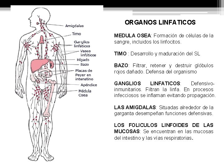 ORGANOS LINFATICOS MEDULA OSEA: Formación de células de la sangre, incluidos linfocitos. TIMO :