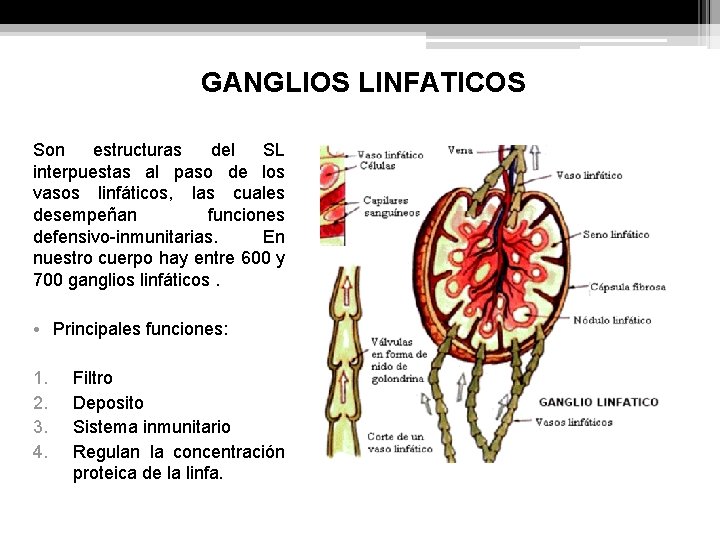 GANGLIOS LINFATICOS Son estructuras del SL interpuestas al paso de los vasos linfáticos, las