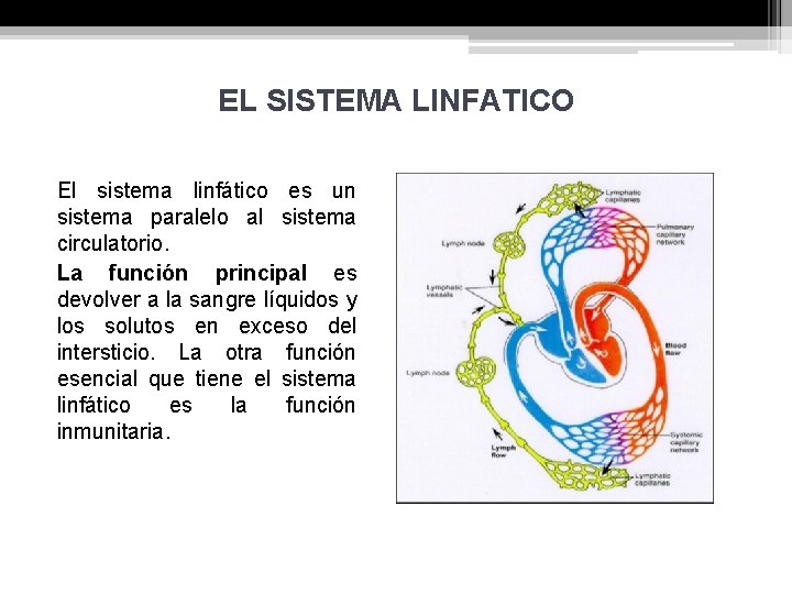 EL SISTEMA LINFATICO El sistema linfático es un sistema paralelo al sistema circulatorio. La