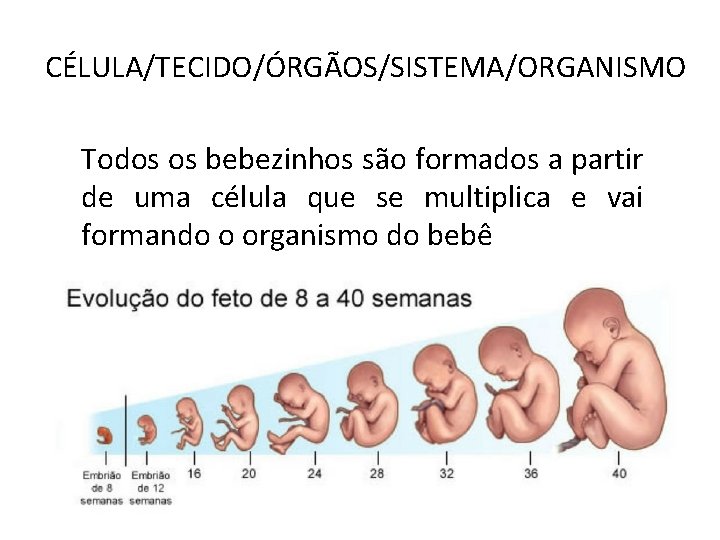 CÉLULA/TECIDO/ÓRGÃOS/SISTEMA/ORGANISMO Todos os bebezinhos são formados a partir de uma célula que se multiplica CÉLULA/TECIDO/ÓRGÃOS/SISTEMA/ORGANISMO Todos os bebezinhos são formados a partir de uma célula que se multiplica