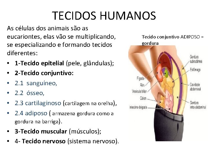 TECIDOS HUMANOS As células dos animais são as eucariontes, elas vão se multiplicando, se TECIDOS HUMANOS As células dos animais são as eucariontes, elas vão se multiplicando, se