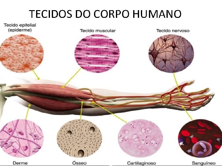 TECIDOS DO CORPO HUMANO TECIDOS DO CORPO HUMANO