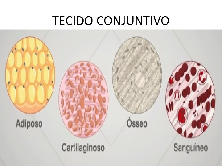 TECIDO CONJUNTIVO TECIDO CONJUNTIVO