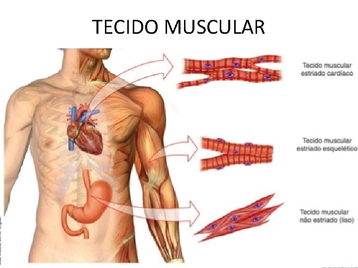 TECIDO MUSCULAR TECIDO MUSCULAR