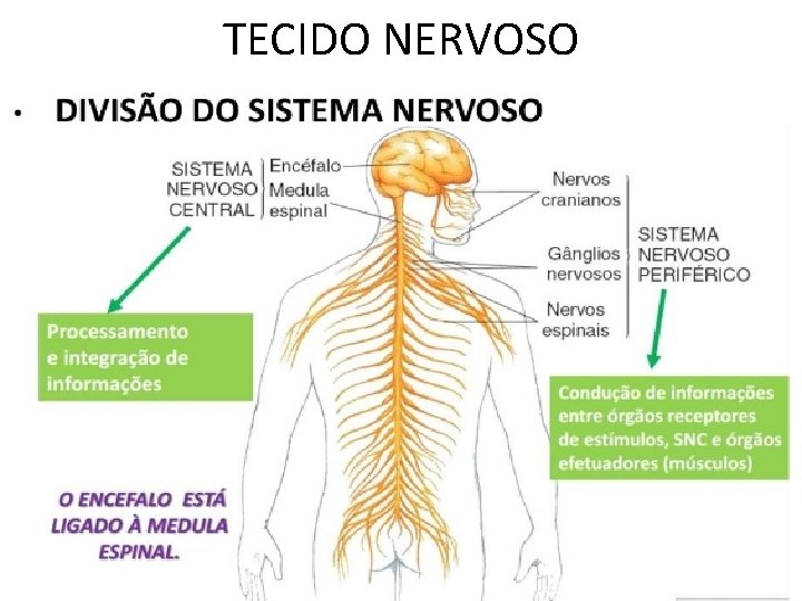 TECIDO NERVOSO TECIDO NERVOSO