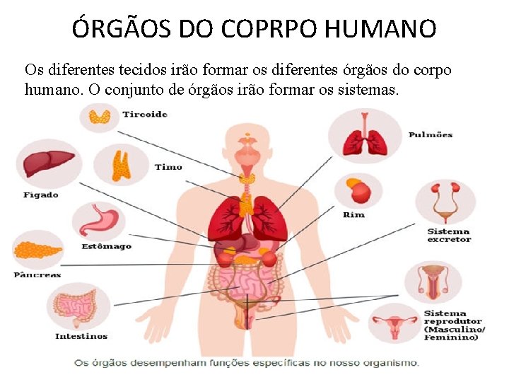ÓRGÃOS DO COPRPO HUMANO Os diferentes tecidos irão formar os diferentes órgãos do corpo ÓRGÃOS DO COPRPO HUMANO Os diferentes tecidos irão formar os diferentes órgãos do corpo