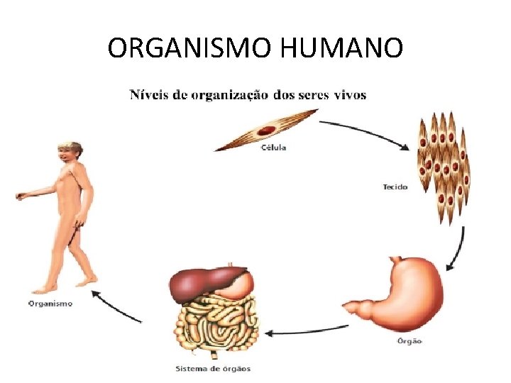 ORGANISMO HUMANO ORGANISMO HUMANO