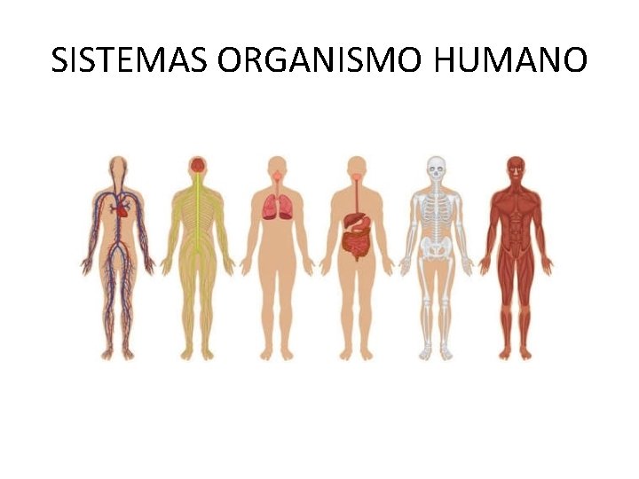 SISTEMAS ORGANISMO HUMANO SISTEMAS ORGANISMO HUMANO