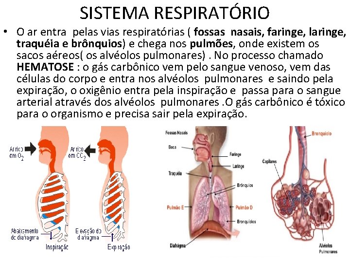 SISTEMA RESPIRATÓRIO • O ar entra pelas vias respiratórias ( fossas nasais, faringe, laringe, SISTEMA RESPIRATÓRIO • O ar entra pelas vias respiratórias ( fossas nasais, faringe, laringe,