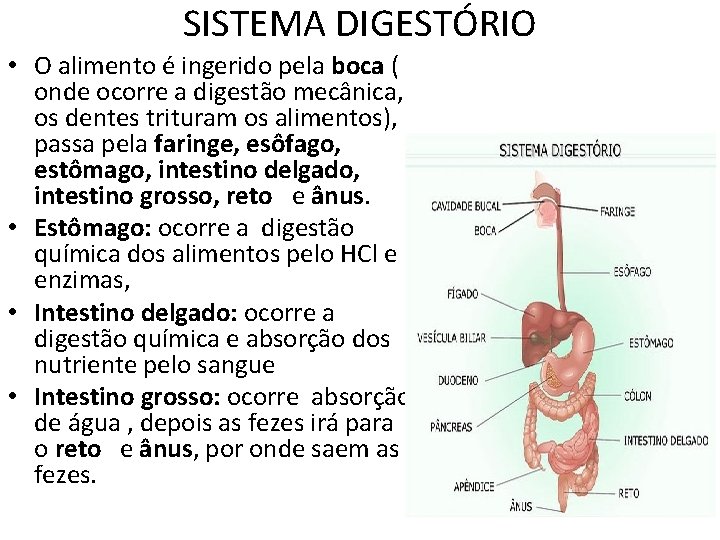 SISTEMA DIGESTÓRIO • O alimento é ingerido pela boca ( onde ocorre a digestão SISTEMA DIGESTÓRIO • O alimento é ingerido pela boca ( onde ocorre a digestão