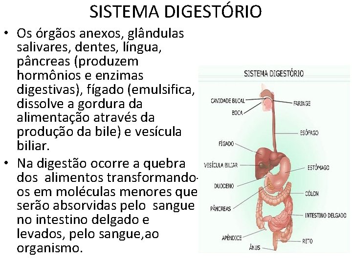 SISTEMA DIGESTÓRIO • Os órgãos anexos, glândulas salivares, dentes, língua, pâncreas (produzem hormônios e SISTEMA DIGESTÓRIO • Os órgãos anexos, glândulas salivares, dentes, língua, pâncreas (produzem hormônios e