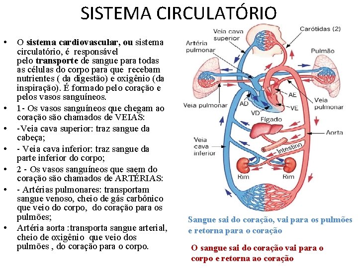 SISTEMA CIRCULATÓRIO • • O sistema cardiovascular, ou sistema circulatório, é responsável pelo transporte SISTEMA CIRCULATÓRIO • • O sistema cardiovascular, ou sistema circulatório, é responsável pelo transporte