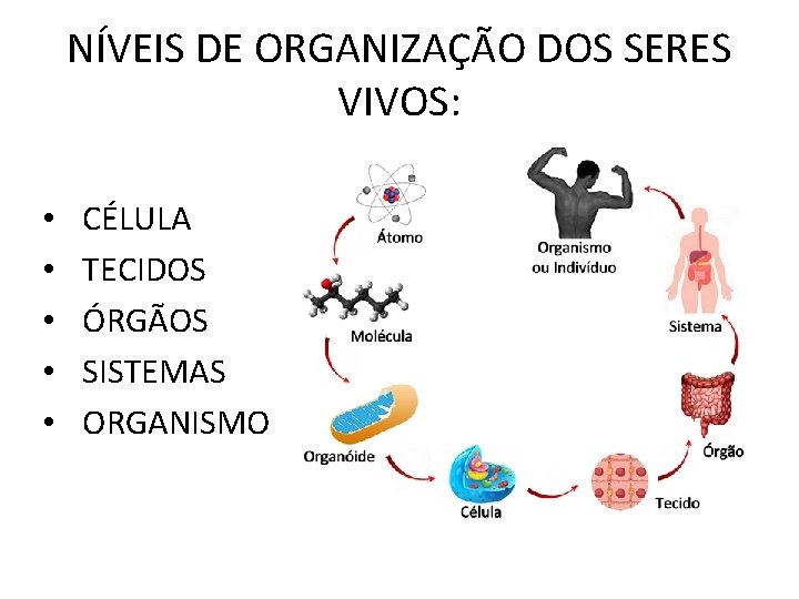 NÍVEIS DE ORGANIZAÇÃO DOS SERES VIVOS: • • • CÉLULA TECIDOS ÓRGÃOS SISTEMAS ORGANISMO NÍVEIS DE ORGANIZAÇÃO DOS SERES VIVOS: • • • CÉLULA TECIDOS ÓRGÃOS SISTEMAS ORGANISMO