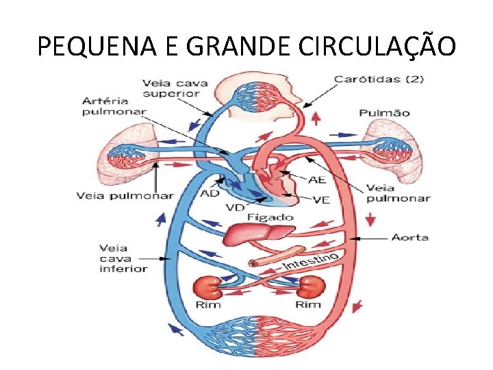 PEQUENA E GRANDE CIRCULAÇÃO PEQUENA E GRANDE CIRCULAÇÃO