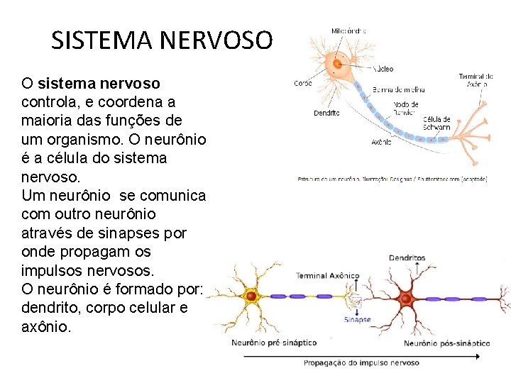 SISTEMA NERVOSO O sistema nervoso controla, e coordena a maioria das funções de um SISTEMA NERVOSO O sistema nervoso controla, e coordena a maioria das funções de um
