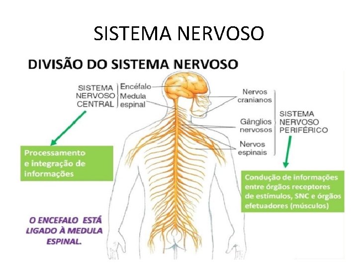 SISTEMA NERVOSO SISTEMA NERVOSO