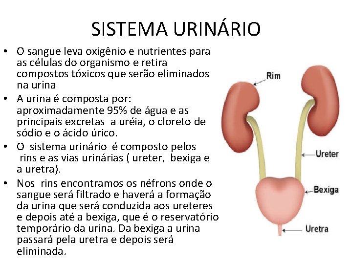 SISTEMA URINÁRIO • O sangue leva oxigênio e nutrientes para as células do organismo SISTEMA URINÁRIO • O sangue leva oxigênio e nutrientes para as células do organismo