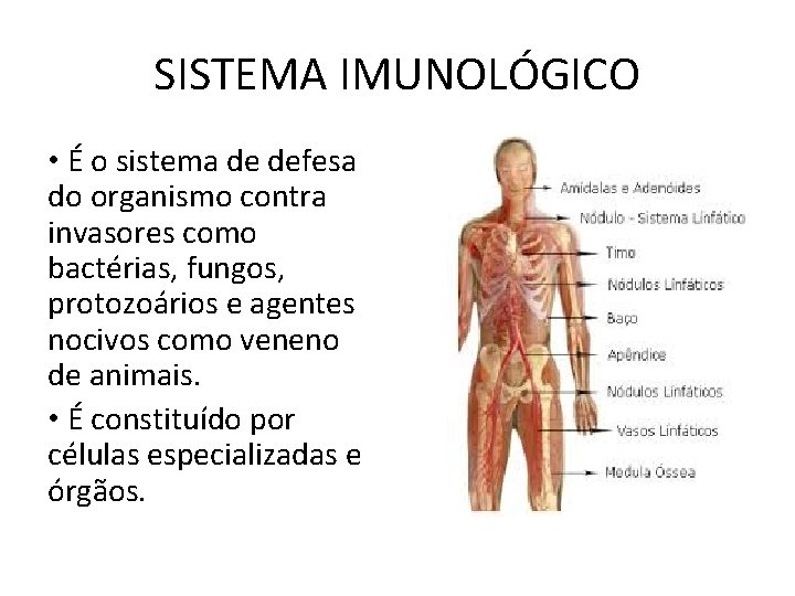 SISTEMA IMUNOLÓGICO • É o sistema de defesa do organismo contra invasores como bactérias, SISTEMA IMUNOLÓGICO • É o sistema de defesa do organismo contra invasores como bactérias,