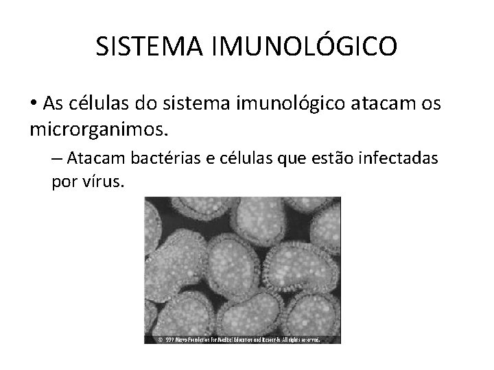 SISTEMA IMUNOLÓGICO • As células do sistema imunológico atacam os microrganimos. – Atacam bactérias SISTEMA IMUNOLÓGICO • As células do sistema imunológico atacam os microrganimos. – Atacam bactérias