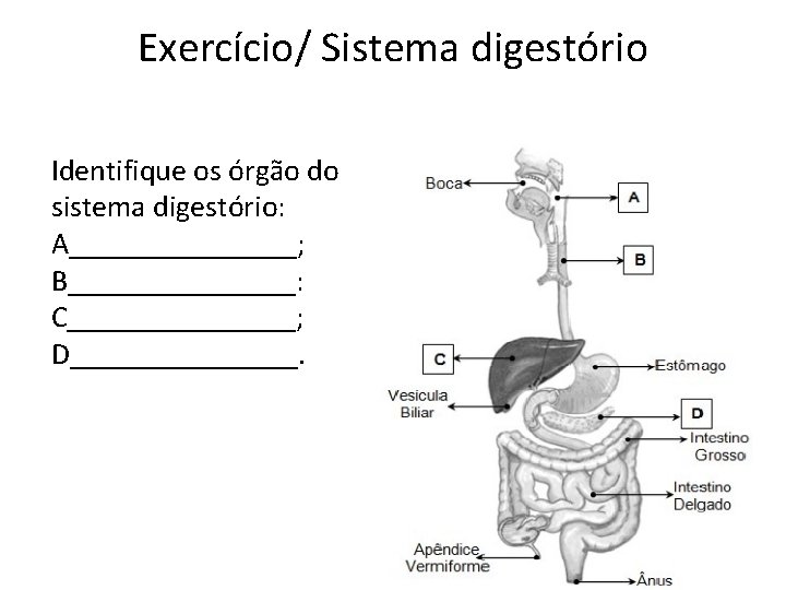 Exercício/ Sistema digestório Identifique os órgão do sistema digestório: A________; B________: C________; D________. Exercício/ Sistema digestório Identifique os órgão do sistema digestório: A________; B________: C________; D________.