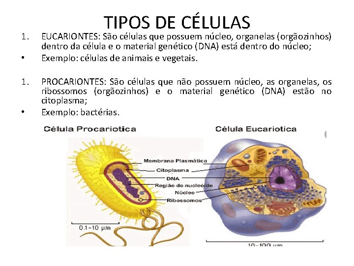 1. • TIPOS DE CÉLULAS EUCARIONTES: São células que possuem núcleo, organelas (orgãozinhos) dentro 1. • TIPOS DE CÉLULAS EUCARIONTES: São células que possuem núcleo, organelas (orgãozinhos) dentro
