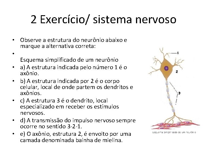 2 Exercício/ sistema nervoso • Observe a estrutura do neurônio abaixo e marque a 2 Exercício/ sistema nervoso • Observe a estrutura do neurônio abaixo e marque a