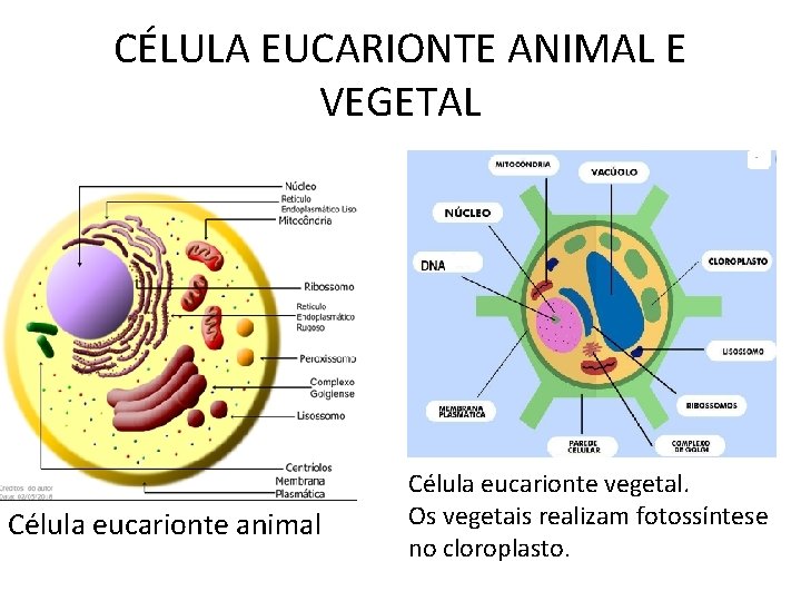 CÉLULA EUCARIONTE ANIMAL E VEGETAL Célula eucarionte animal Célula eucarionte vegetal. Os vegetais realizam CÉLULA EUCARIONTE ANIMAL E VEGETAL Célula eucarionte animal Célula eucarionte vegetal. Os vegetais realizam