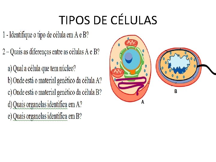 TIPOS DE CÉLULAS TIPOS DE CÉLULAS