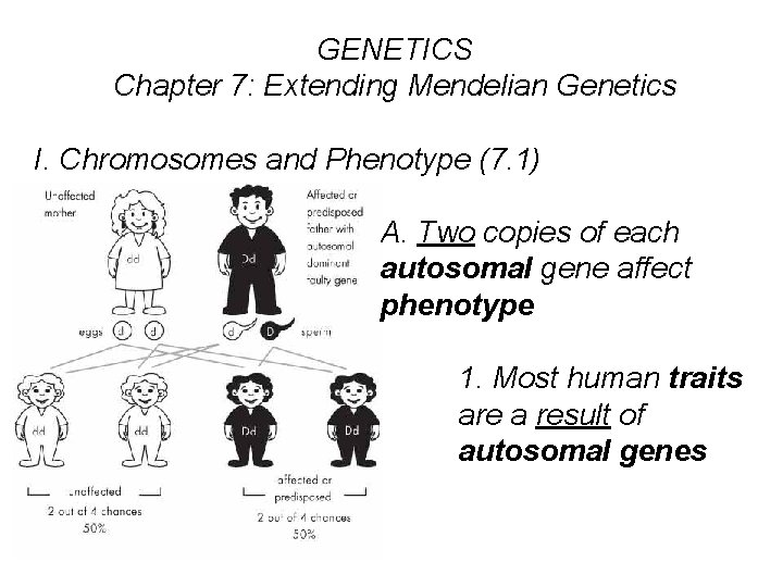 GENETICS Chapter 7: Extending Mendelian Genetics I. Chromosomes and Phenotype (7. 1) A. Two