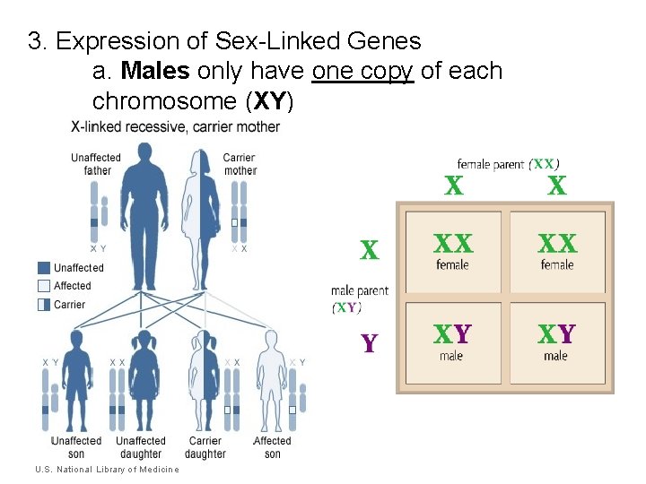 3. Expression of Sex-Linked Genes a. Males only have one copy of each chromosome