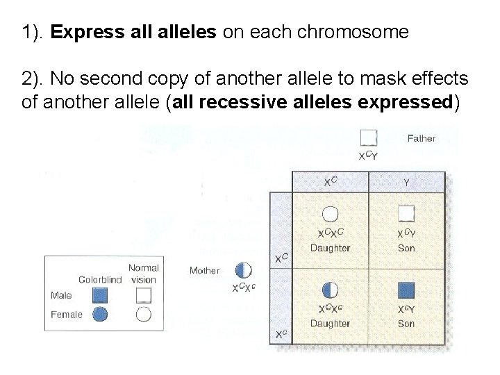 1). Express alleles on each chromosome 2). No second copy of another allele to