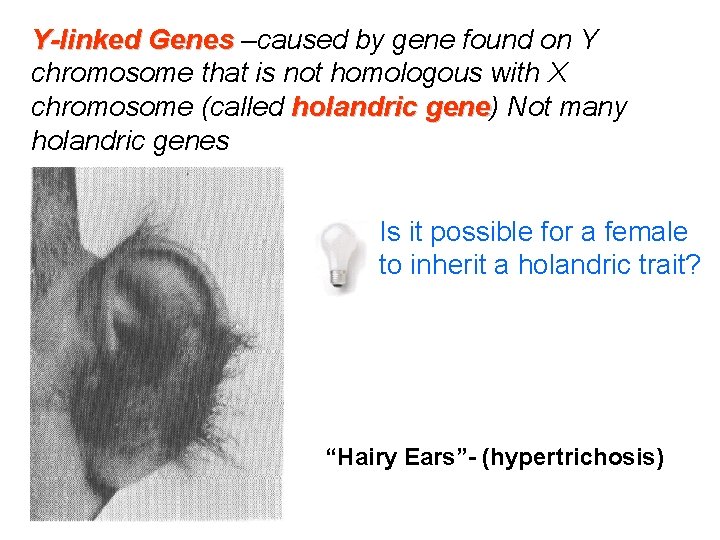 Y-linked Genes –caused by gene found on Y Genes chromosome that is not homologous