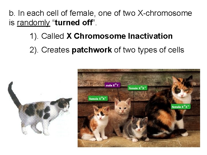 b. In each cell of female, one of two X-chromosome is randomly “turned off”.