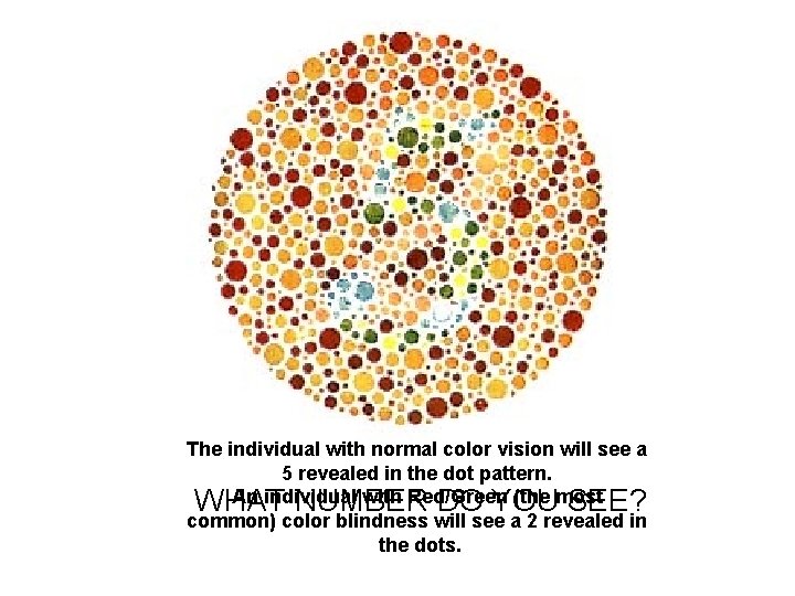 The individual with normal color vision will see a 5 revealed in the dot