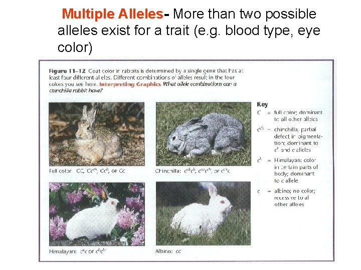Multiple Alleles- More than two possible alleles exist for a trait (e. g. blood