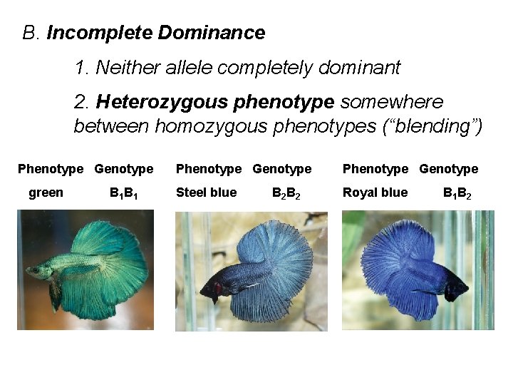 B. Incomplete Dominance 1. Neither allele completely dominant 2. Heterozygous phenotype somewhere between homozygous