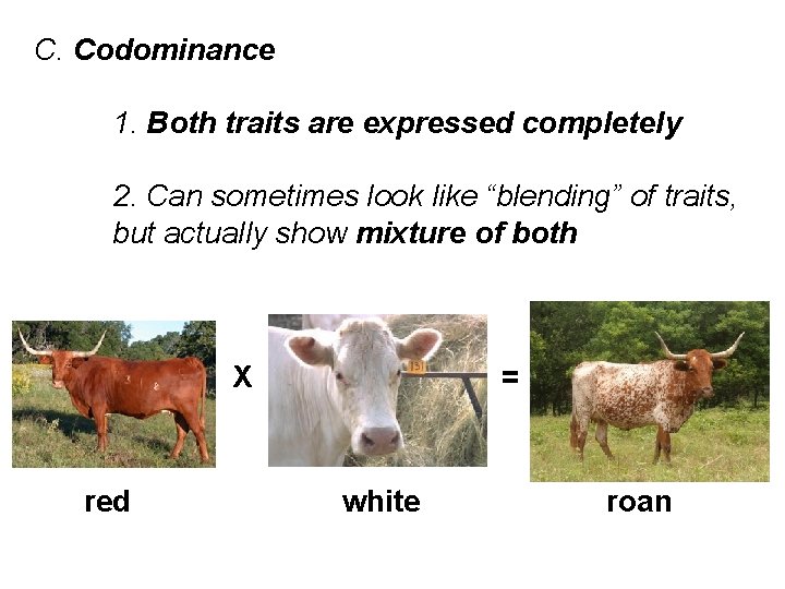 C. Codominance 1. Both traits are expressed completely 2. Can sometimes look like “blending”