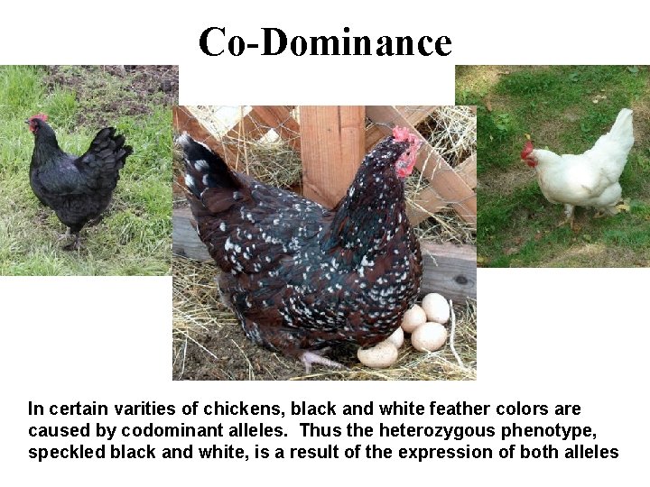 Co-Dominance In certain varities of chickens, black and white feather colors are caused by