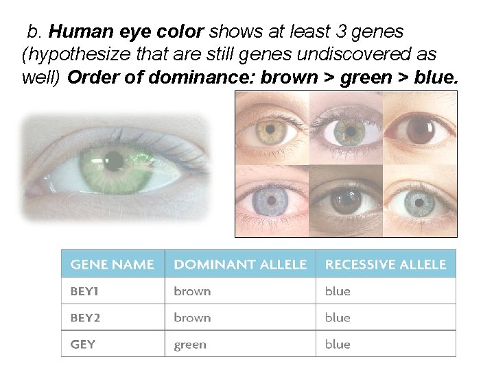 b. Human eye color shows at least 3 genes (hypothesize that are still