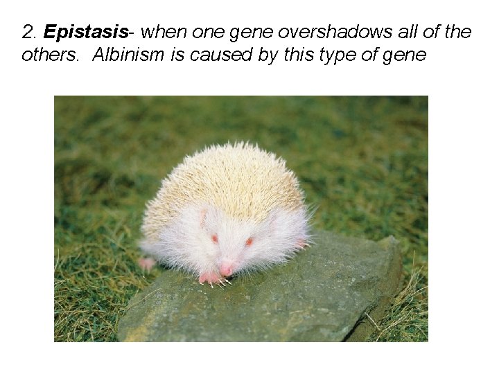 2. Epistasis- when one gene overshadows all of the others. Albinism is caused by